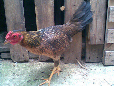 gallina raza assel fina en criadero zorro adquisision de titanes