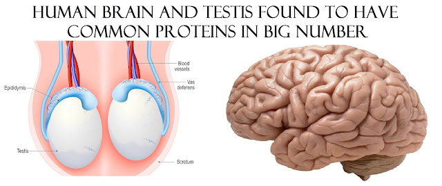 Human brain and testis found to have common proteins in big number