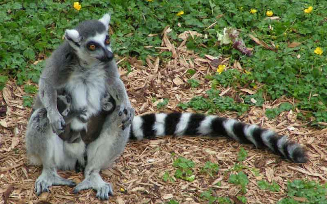 lemur