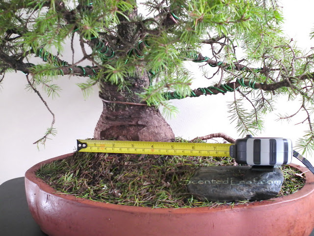 Picea Pungens Globosa bonsai - trunk measure