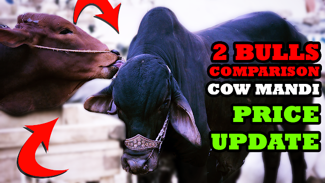 Cow Mandi Memories: Big Sahiwal Beautiful Bulls Jori | 260K to 450K Demand Video # 9 Full HD