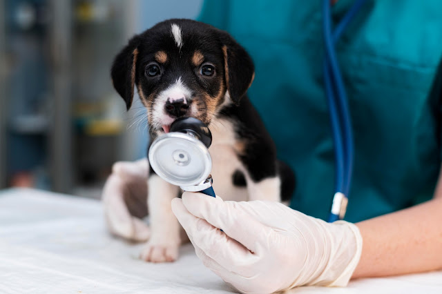 Advancing Veterinary Care with Real Time Online Booking Systems