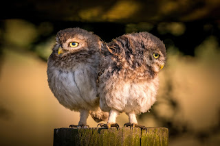 Little Owl DFBridgeman