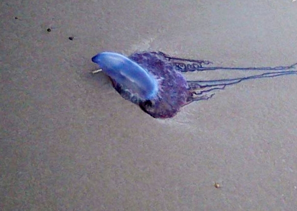 Man O' War on South Texas beach