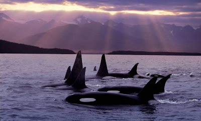 Killer whales orca