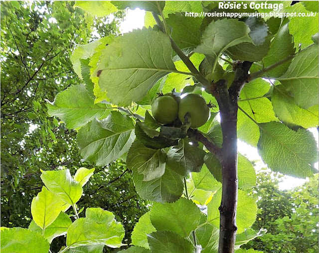 Apples discovered on the tree 