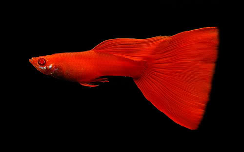 Albino Full Red Singapore Guppy