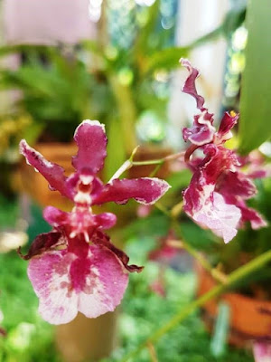 Pink frilly orchids