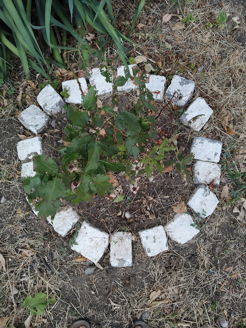 White, Painted Cobblestones, Plant Borders, Yambol,