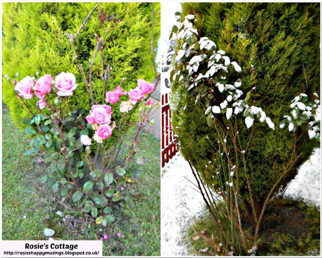 Summer & Winter Roses