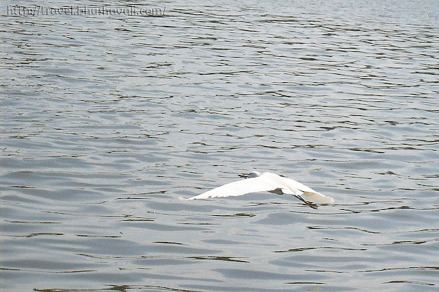 Little Egrets Perungudi Lake Birding in Chennai