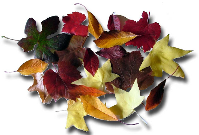 Autumn Leaves Paper7