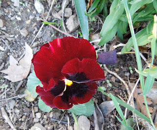 Red Pansy Face in November, © B. Radisavljevic