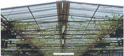 Harga Atap X Tuff Polycarbonate Transparan Bening Terbaru