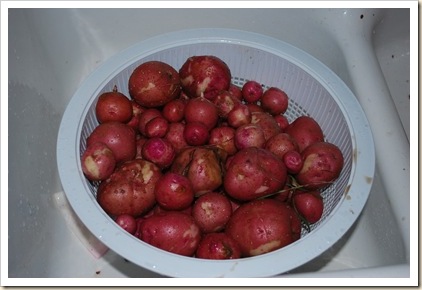 potatoes from garden