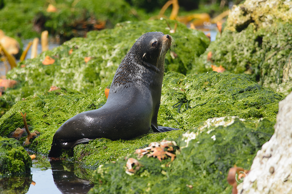 Uusmeremaa Merikaru, Arctocephalus forsteri, New Zealand fur seal, Australasian, South Australian, Antipodean, Long-nosed, Kekeno, hüljes