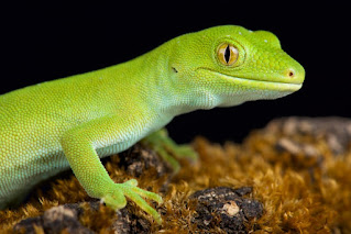 19 Surprising Facts About Geckos