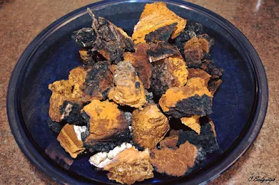 Chaga Mushroom Company in Haryana