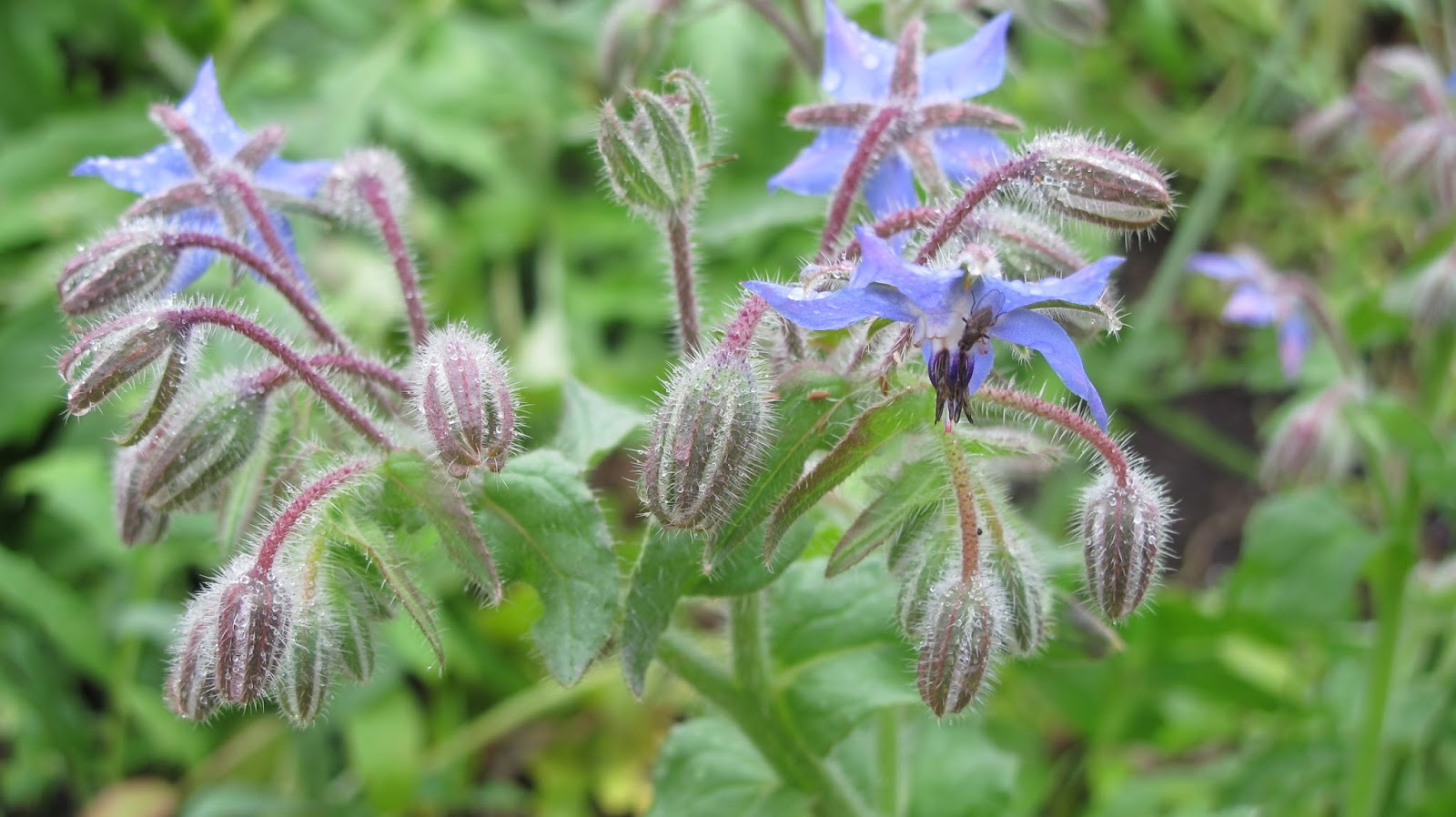 Flowers by Shamini: Sarah Raven's gardens at Perch Hill