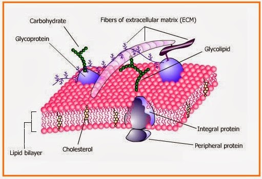 Biologigonz Biologi Gonzaga  Share The Knownledge