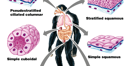 Contoh Evolusi Biologi Terbaru 10