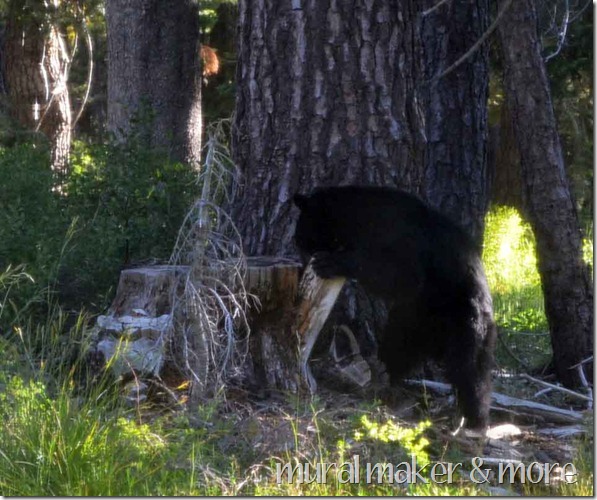 bear-echo-lake-5