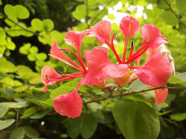 fall flowers - flower image