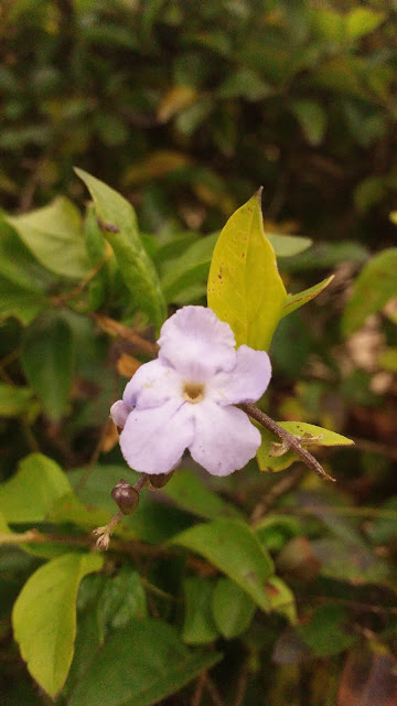 Fotografia de uma flor cor-de-rosa.