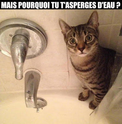 chat eau