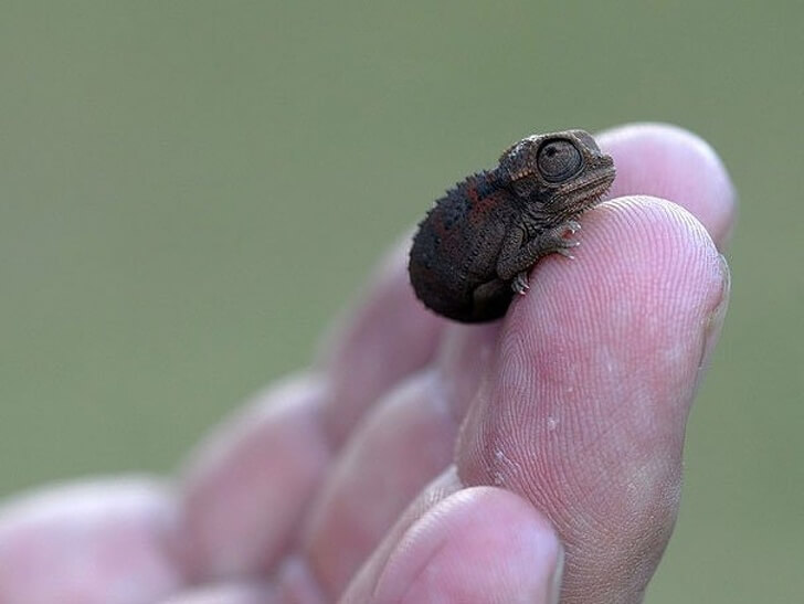 21 Cute Pictures Of Animals That Can Make Even The Worst Day A Bit Better - Teeny tiny chameleon