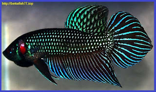 How to Curing Betta Fish Tails Damaged Or Defective