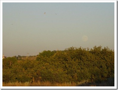 20120830_echodale-picnic_012