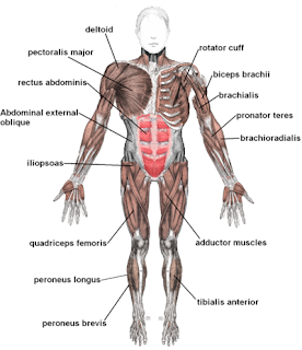 Muscles Your Way Do You Know The Name Of Your Different Muscles