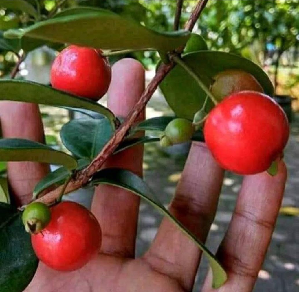 bibit beach cherry cepat berbuah dalam pot tabulampot istimewa Panca Lautan