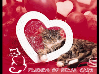 cat wallpaper for valentines day