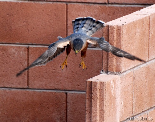 2. leaping-kab