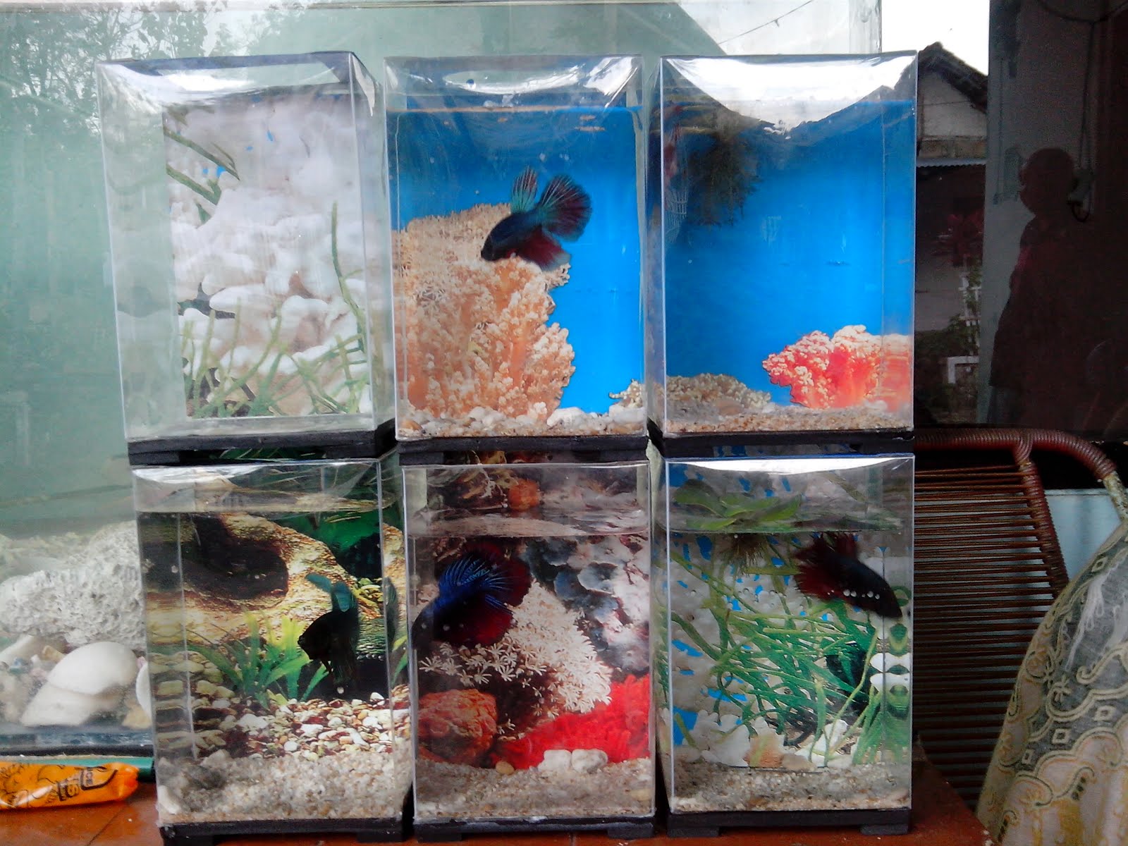 Contoh Aquarium Modern Unik Untuk Ikan Cupang Hias