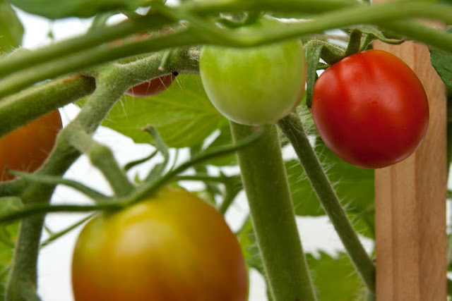 Supersweet 100VF Hybrid Cherry Tomatoes on Day 107