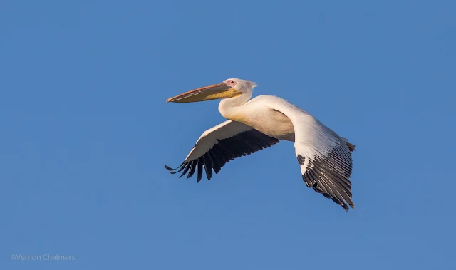 Pelican in Flight: Canon EOS 7D Mark II / 400mm Lens Woodbridge Island, Cape Town