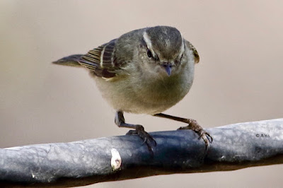 Hume's Warbler