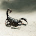 Ученые впервые засняли нападение самого ядовитого скорпиона (ВИДЕО)