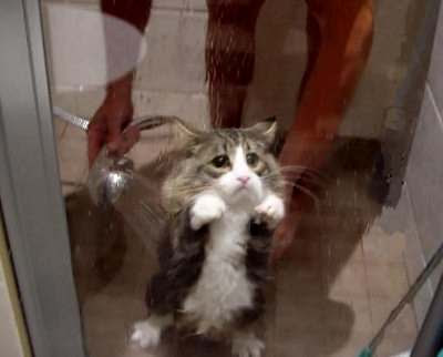 Funny cat shower.