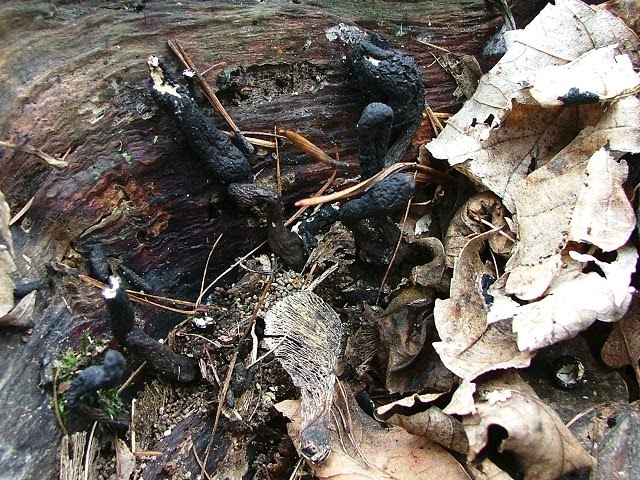 Xylaria longipes