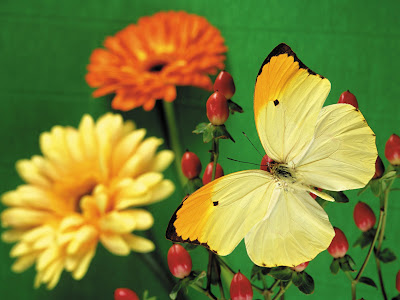 Beautiful Butterfly Normal Resolution Wallpaper 12