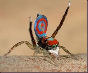 Amazing Pictures of Animals, photo, Nature ,exotic, funny, incredibel, Zoo, Maratus volans,  Peacock spider or Gliding spider, Alex (28)