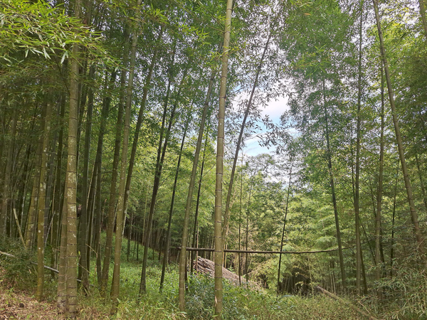 南投竹山大鞍竹海隧道，台版京都嵐山，孟宗竹林綠色隧道好療癒