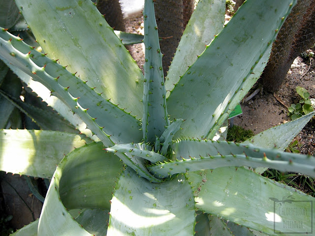 Aloes uzbrojony (Aloe ferox) - opis, uprawa, historia, pielęgnacja, nazewnictwo, pochodzenie, stosowanie, rozmnażanie, podlewanie. Jaka ziemia dla aloesa, jak dbać w domu? Jak uprawiać i hodować aloesa uzbrojonego w doniczce? Jak wygląda i jak kwitnie aloes uzbrojony?