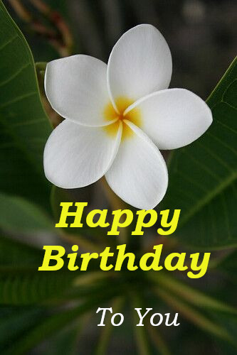 Happy Birthday  Greeting Card