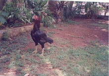 "Queen Rat" the pet "Asil fighter hen"as a pet in Mumbai.Purchased on 28/11/2000