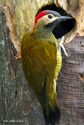 Bellas, hermosas, preciosas, lindas aves de El Salvador